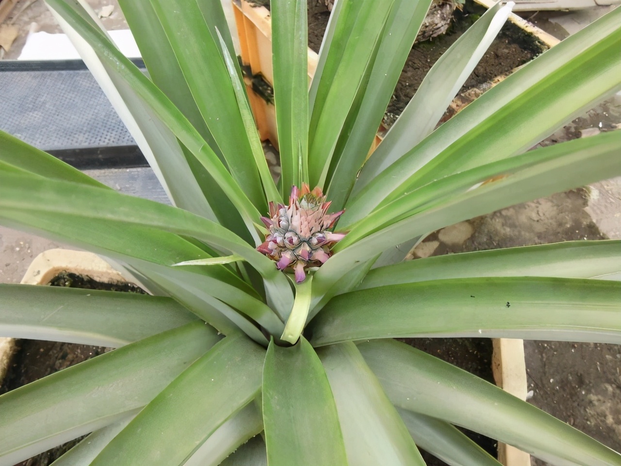 吃水果把核吞进去了,吃完芒果把核扔花盆里