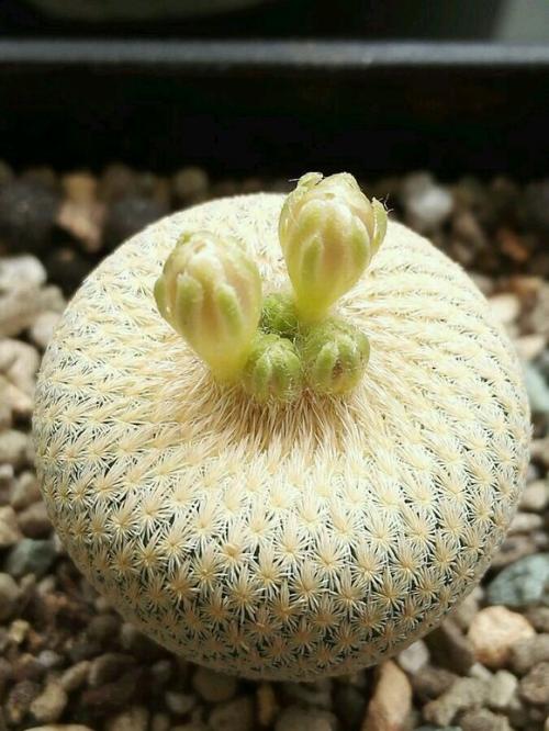 148个仙人球品种大全,100个仙人球品种