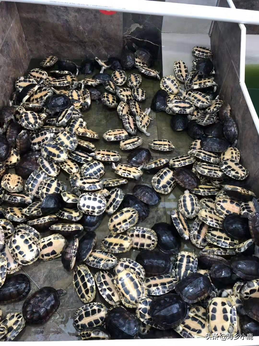 石金钱龟冬眠可以用青苔吗,石金钱龟冬眠正确方法