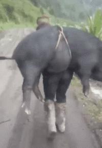 小短腿猫搞笑gif图,搞笑gif段子最后这只猫也太萌了吧