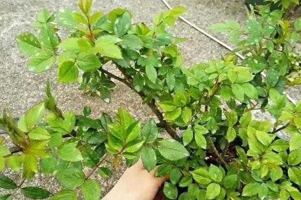 植物修剪的方法和技术要点,长寿花怎么修剪株型好看图片