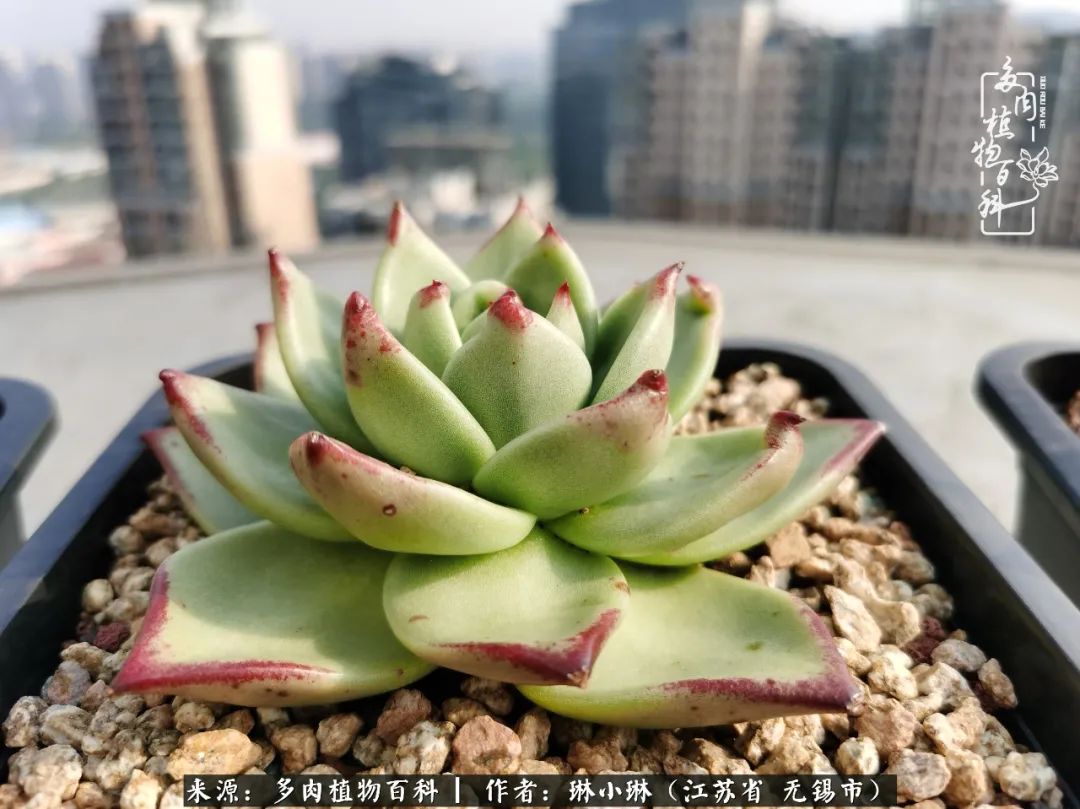 多肉变美是需要时间的,千万别辜负了多肉变美的黄金季节