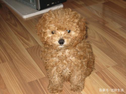 泰迪流脓鼻涕怎么治疗,泰迪有点流鼻涕怎么办