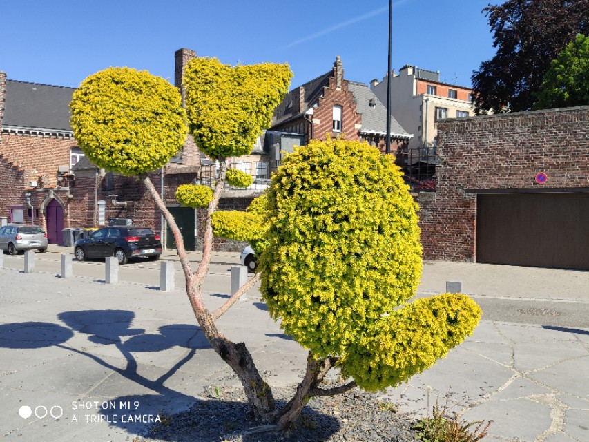 欧洲红豆杉历史,现在的红豆杉树什么样子