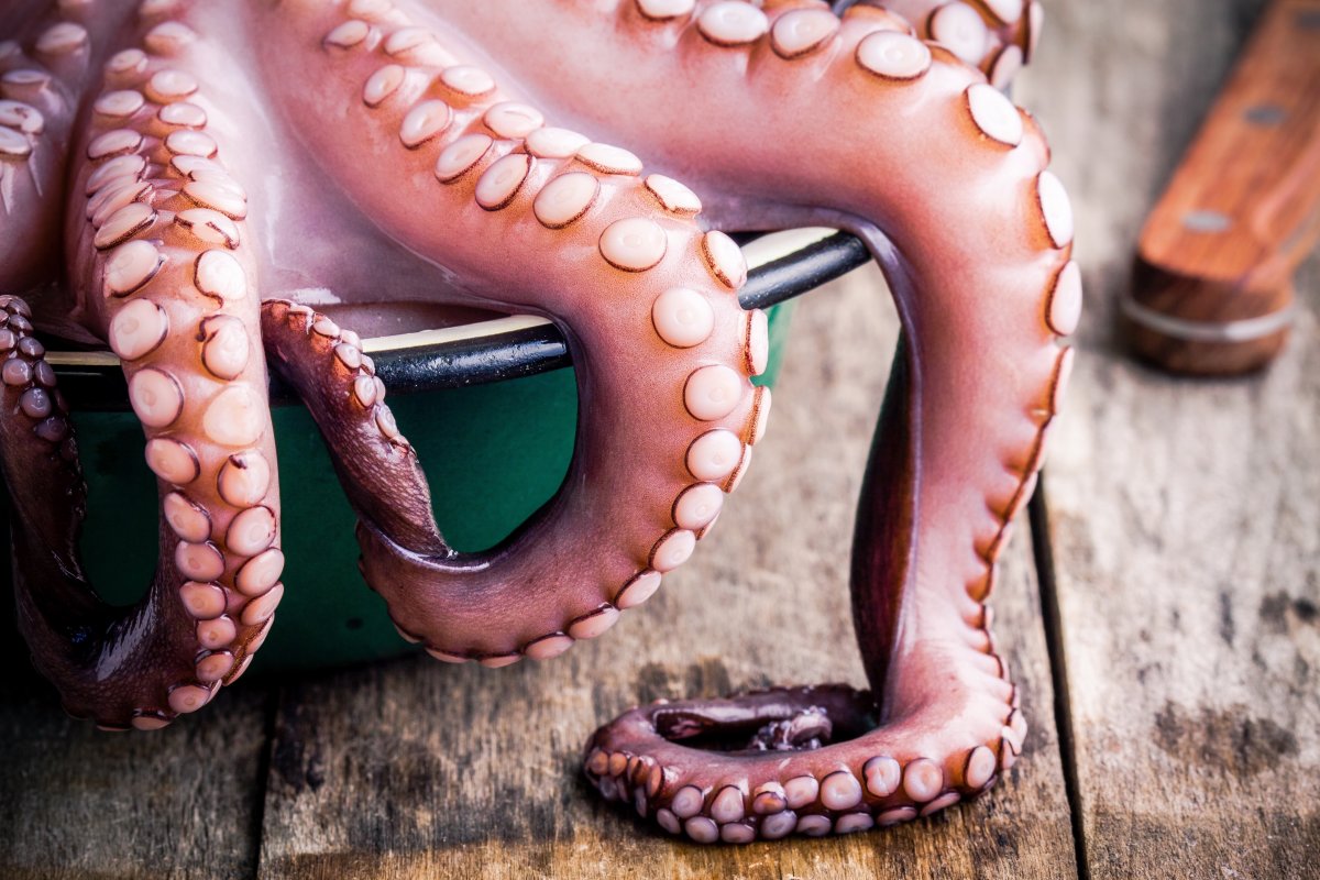 章鱼的智商最多能达到人类的几岁,章鱼智力已高到令人无法理解