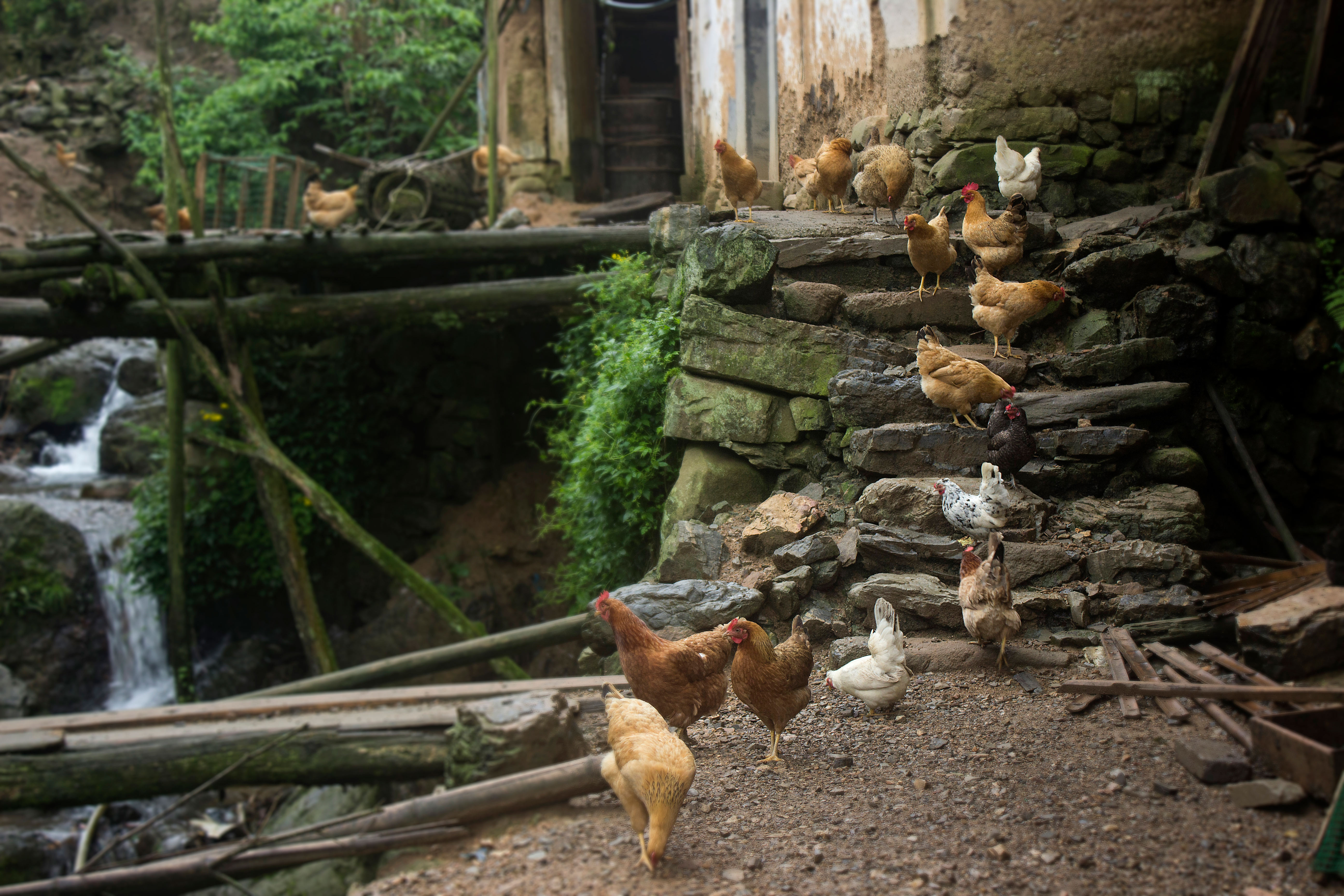 养殖2000只土鸡的成本与利润,养殖土鸡投资知识