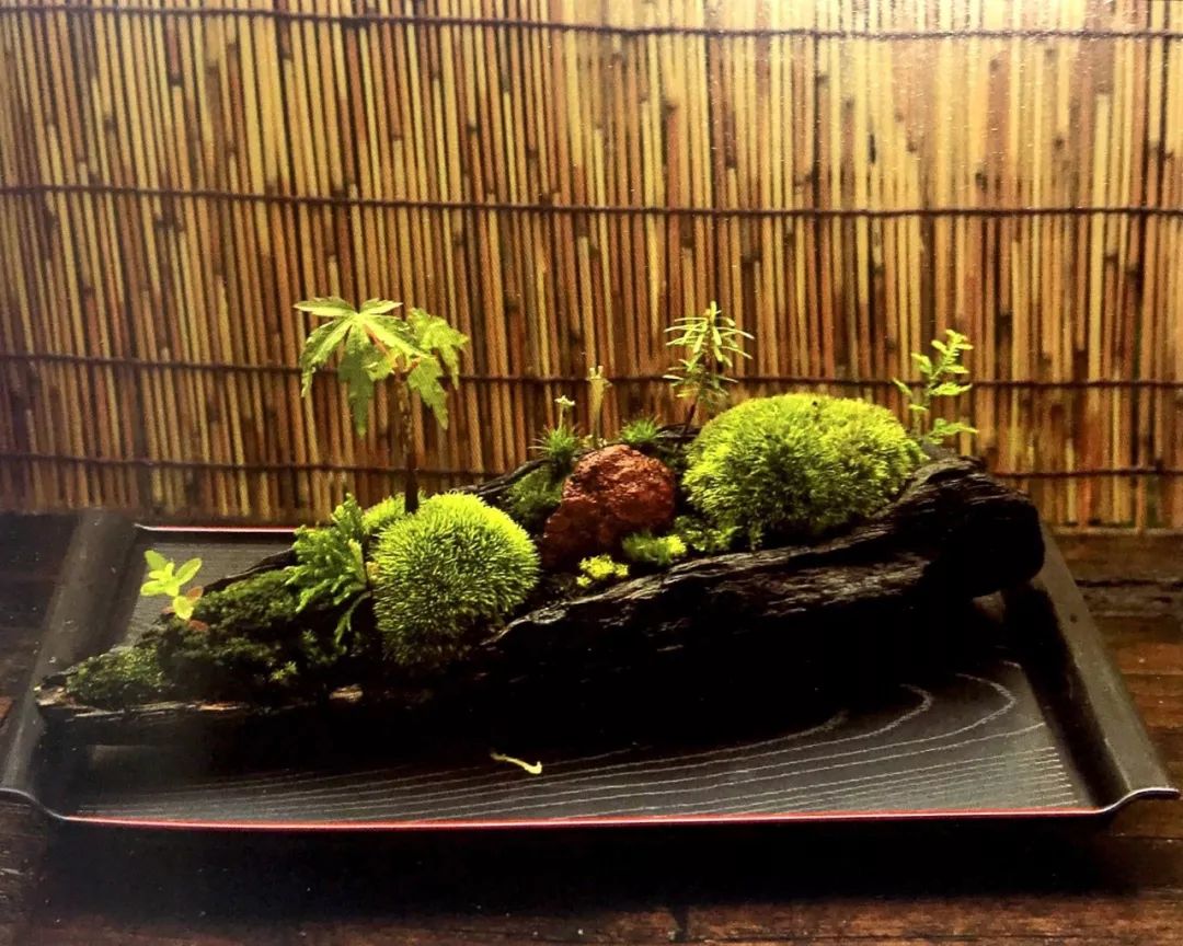 枯木也能逢春，仅需要一点点苔藓，将其制作成为独特的苔藓盆景！
