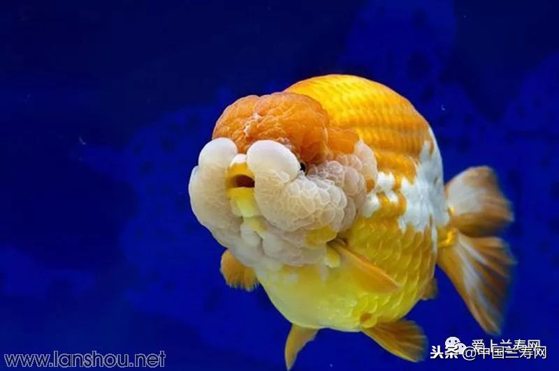 十大最稀有的金鱼品种,比较大的金鱼品种有哪些