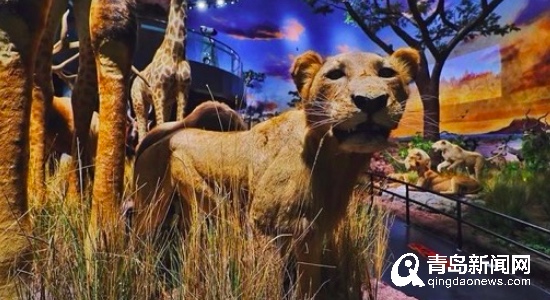 青岛有雨怎么玩,青岛周末大人孩子都好玩的地方