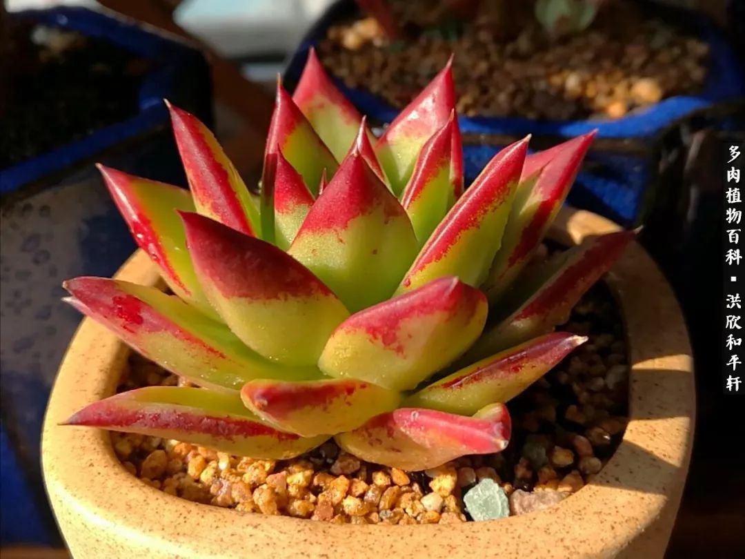 多肉的四季轮回,四季轮回多肉