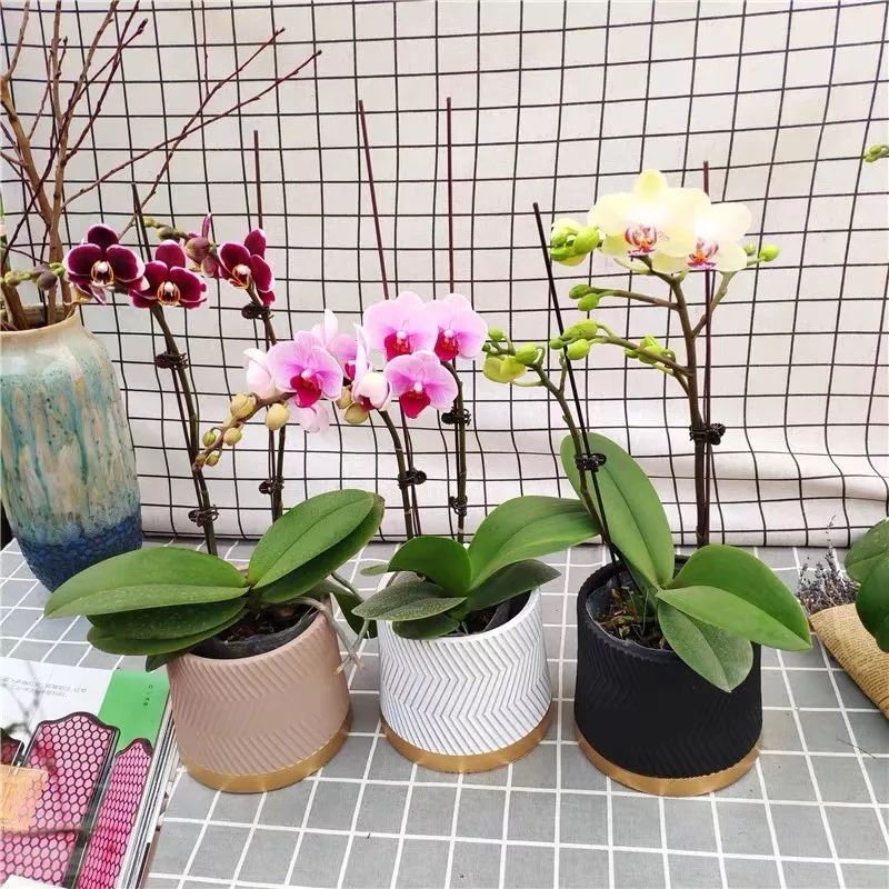 养花公认最美4种花满屋飘香,公认最好养的五种花