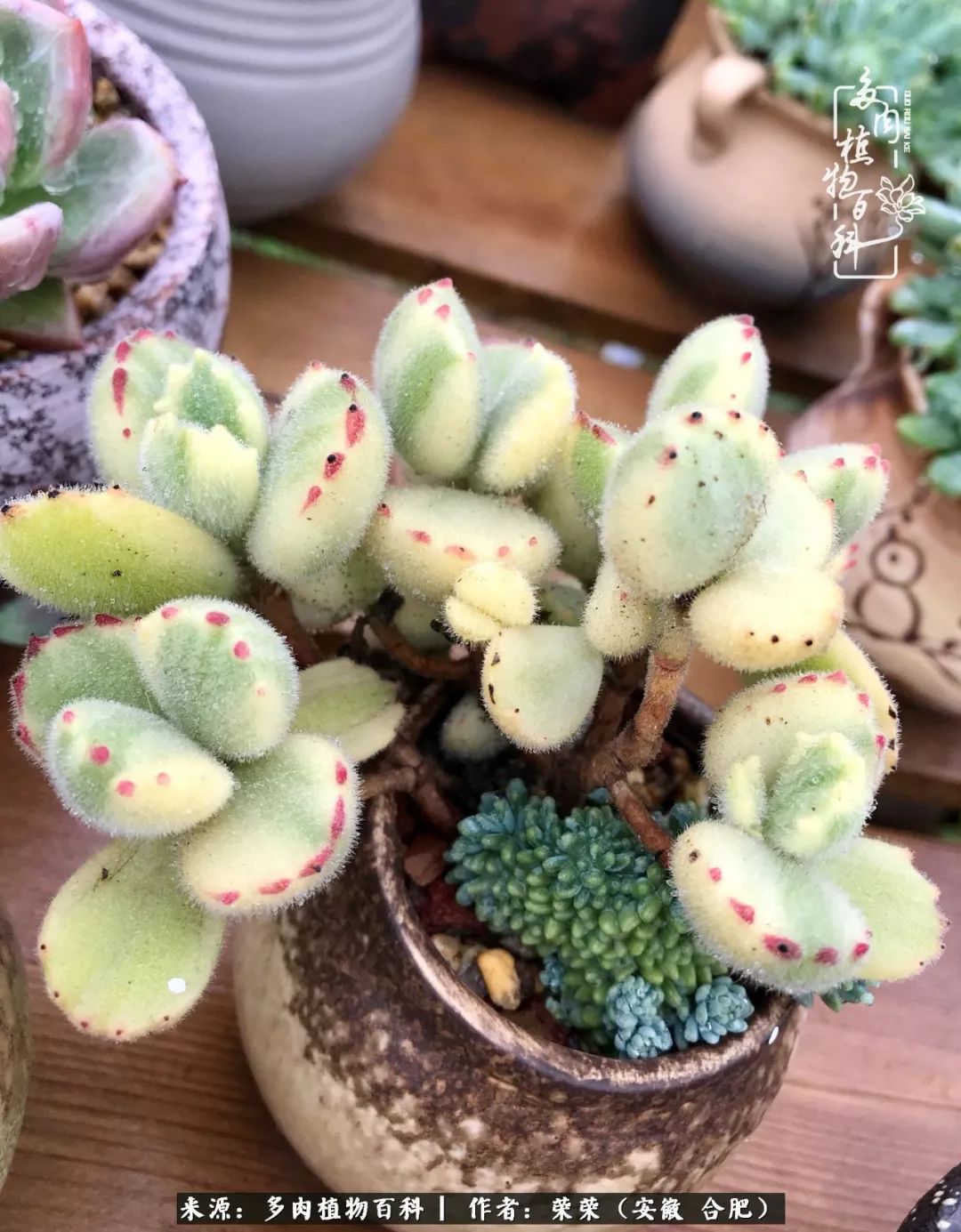 入秋后多肉是露养好还是室内养好,入夏后露养的多肉要搬进室内吗