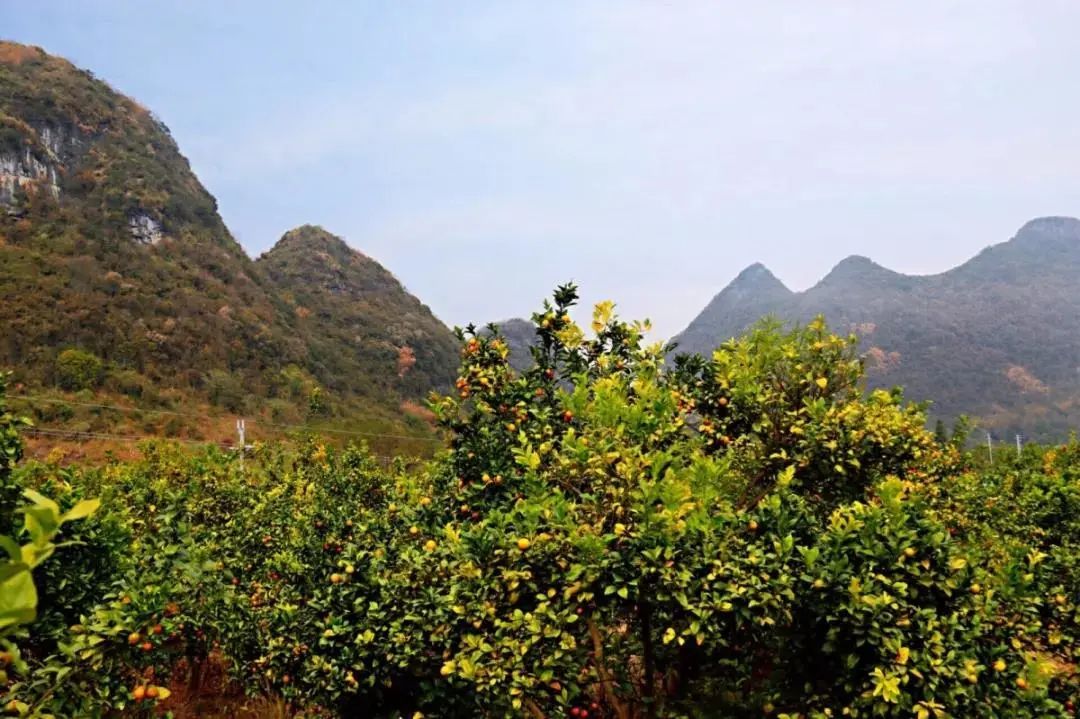 清远冬季水果,清远冬季水果采摘