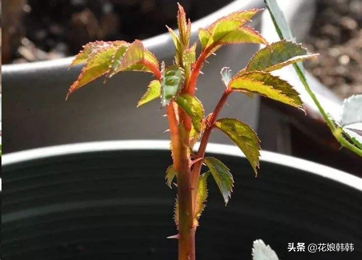 如何判断是月季芽和蔷薇笋,蔷薇笋和月季笋的区别