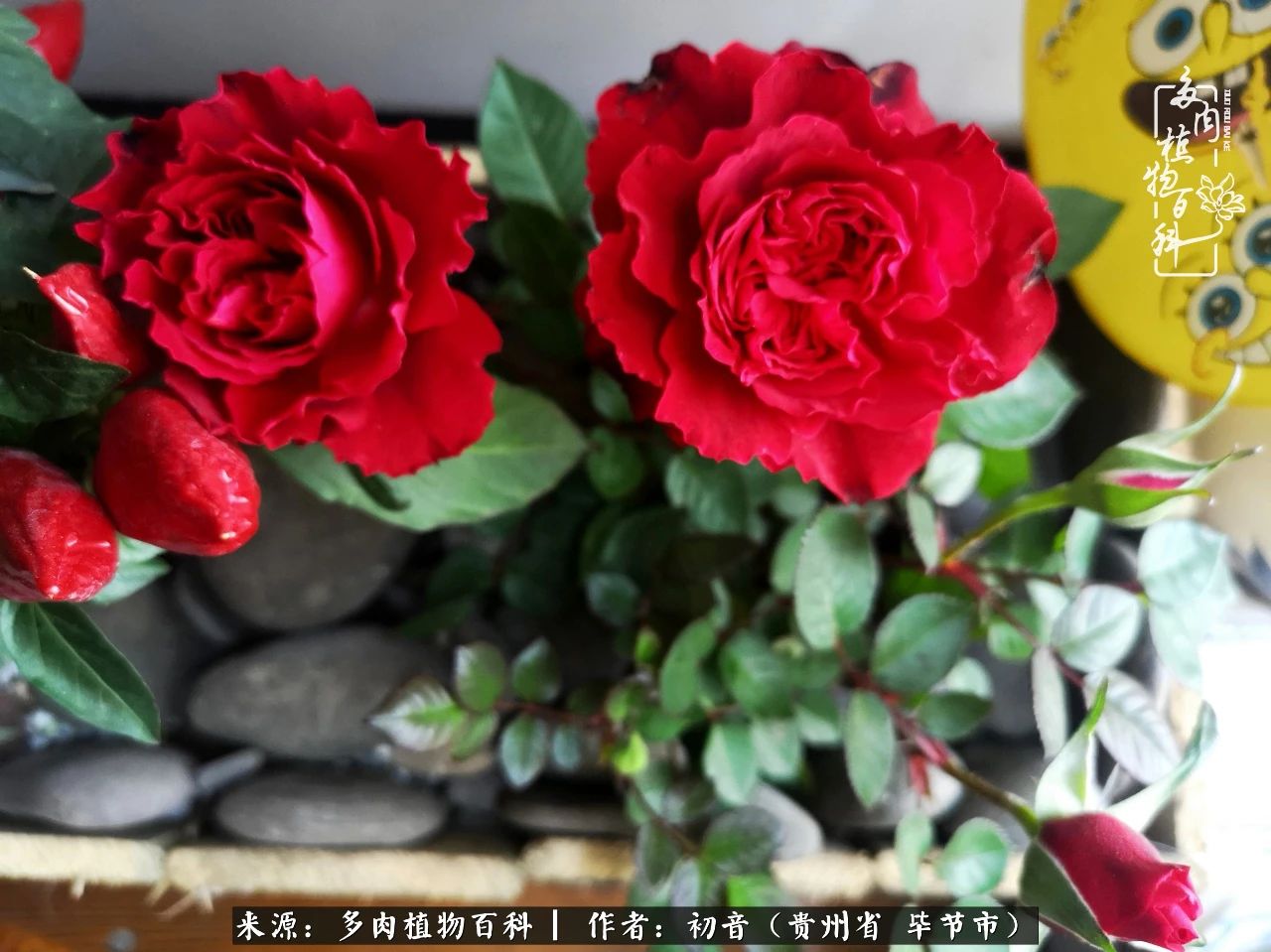 和多肉共度美好时光,与多肉一起成长