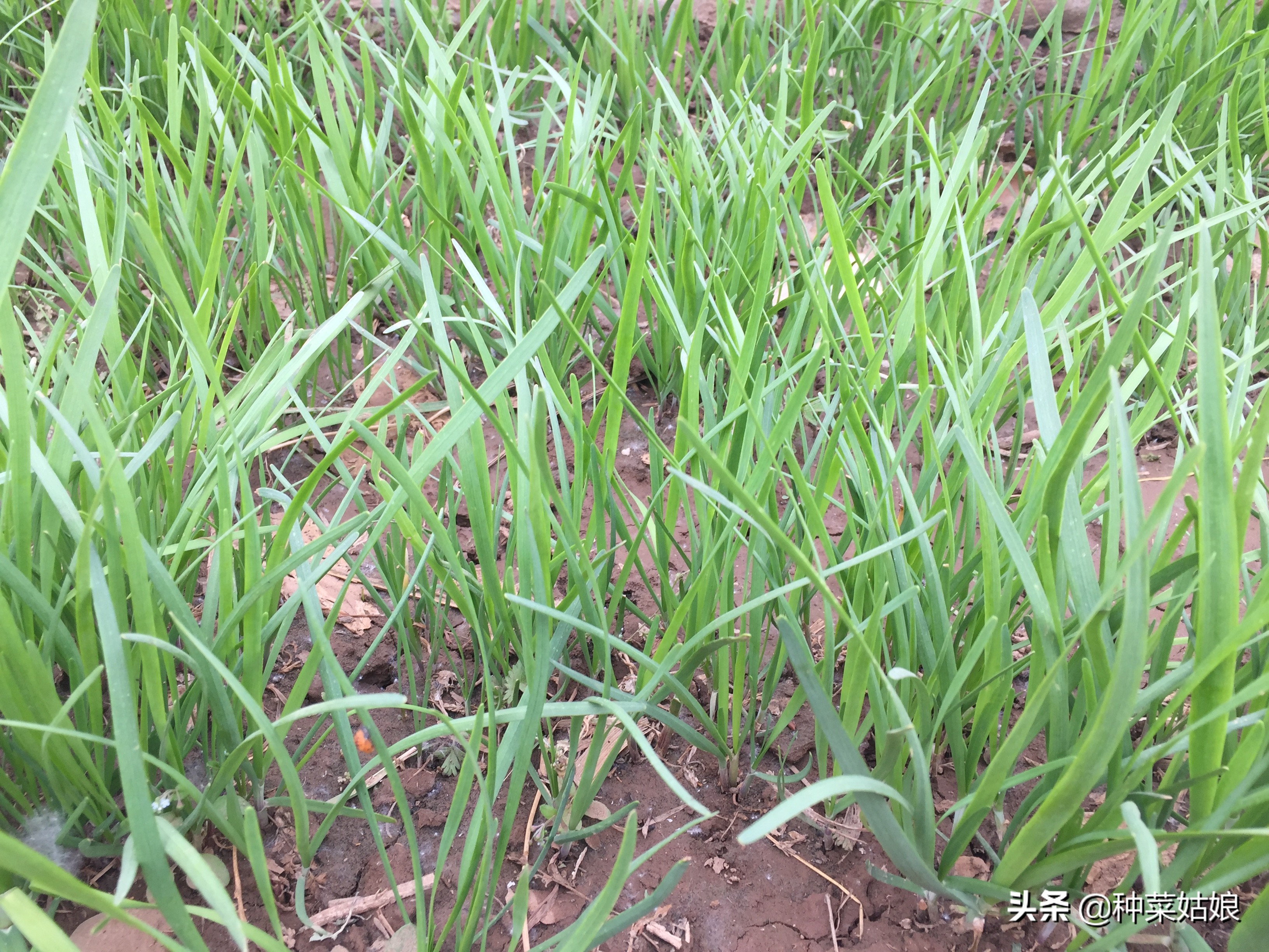 韭菜直接种好还是出苗后再栽好,种韭菜定植四项要点