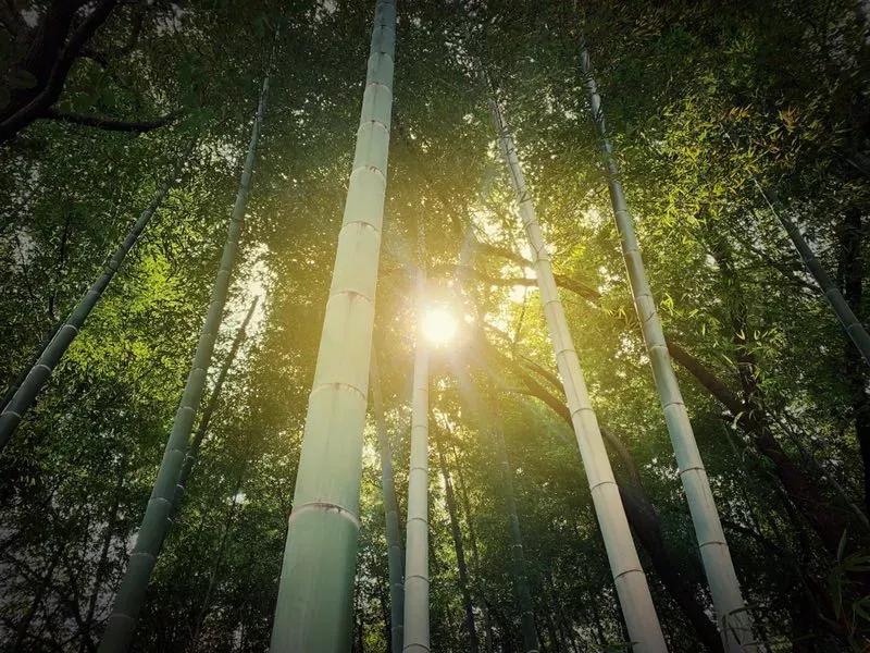 鑻忓窞澶у鏂囨瀛﹂櫌浠嬬粛,鑻忓窞澶у鏂囨瀛﹂櫌鍥剧墖