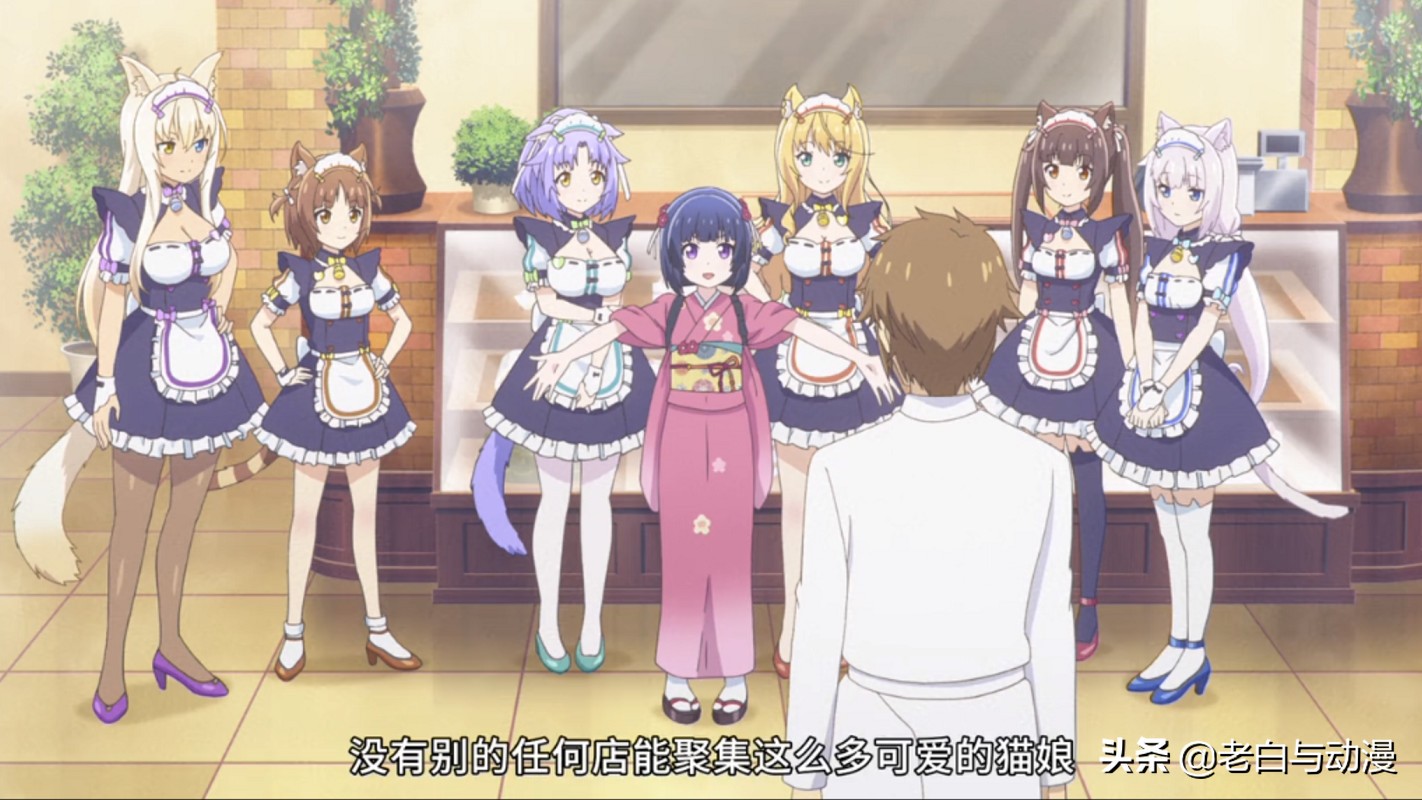 这才是猫奴必看动漫,动漫猫娘超可爱
