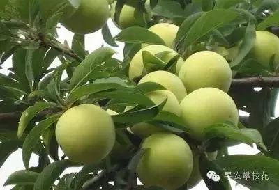 好吃的攀枝花当季新鲜水果 (攀枝花这两天特色水果)