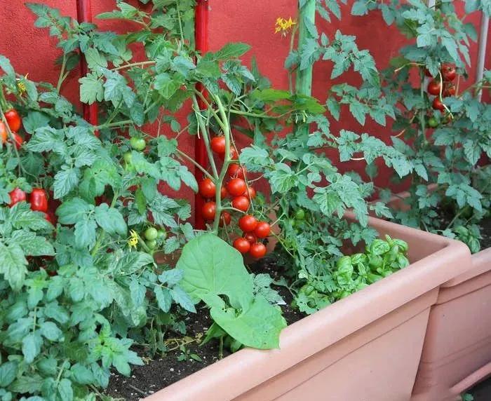 适合懒人家庭种菜100种,家里种菜这3种就够了