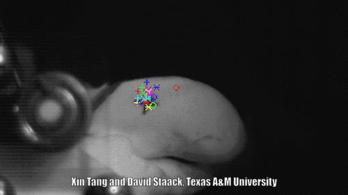 「科普」这种小虾能“袭击”军舰，我们成功缴获了它的*器武**