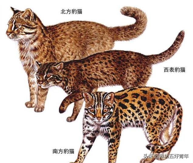 铁狸子学名是什么,铁狸子是什么样的动物