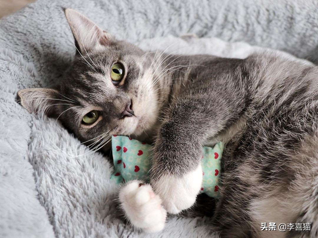 猫咪最喜欢的8类玩具 (铲屎官必备猫玩具大全)