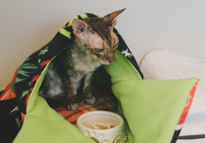 猫咪呕吐了铲屎官应该怎么办,铲屎官听到猫咪呕吐的反应