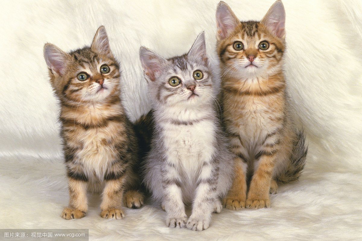 美短是短毛猫吗,欧洲短毛猫美国短毛猫