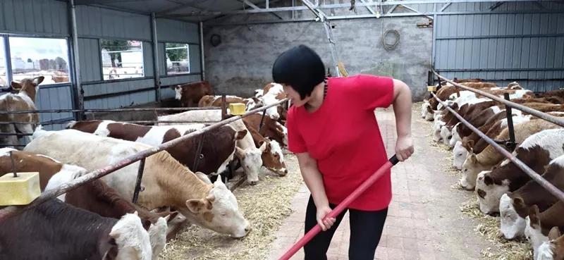 巾帼脱贫故事|小康路上的巾帼“牛状元”