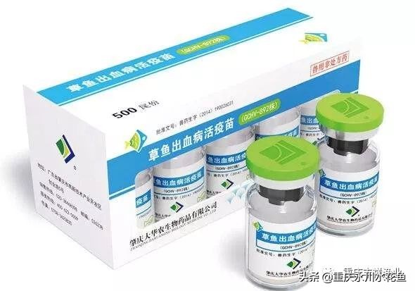 草鱼人工注射疫苗操作的十二要点