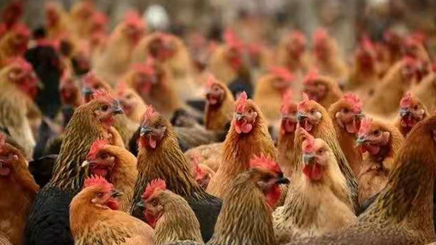 鸡病症状与治疗药方,一年四季预防鸡病用中药