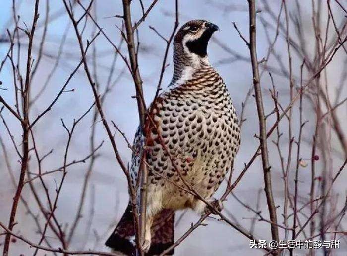 飞龙鸟肉,飞龙鸟叫什么