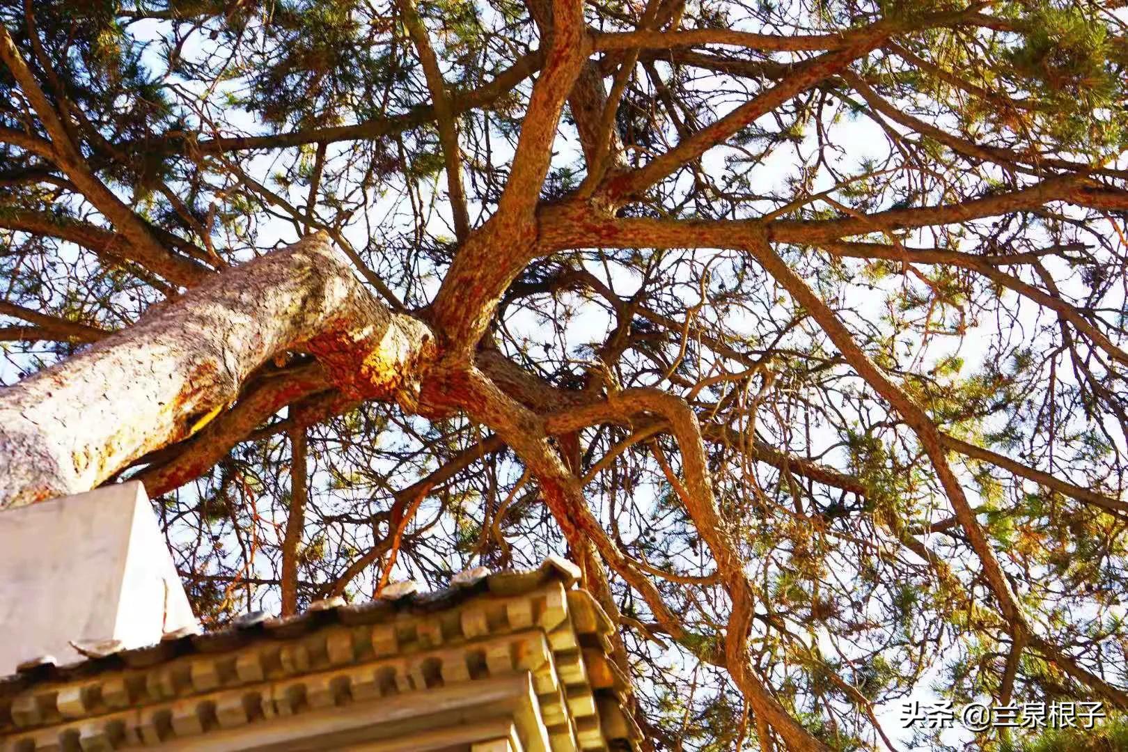 甘肃永靖金花娘娘,永靖金花娘娘的传说