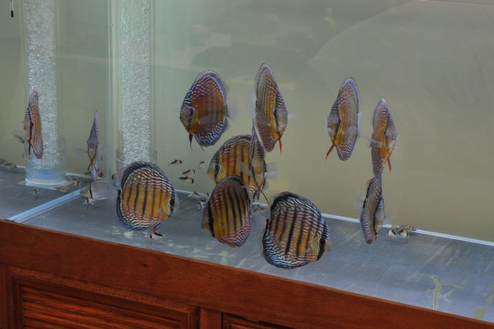 七彩神仙爱好者,野生七彩神仙开口