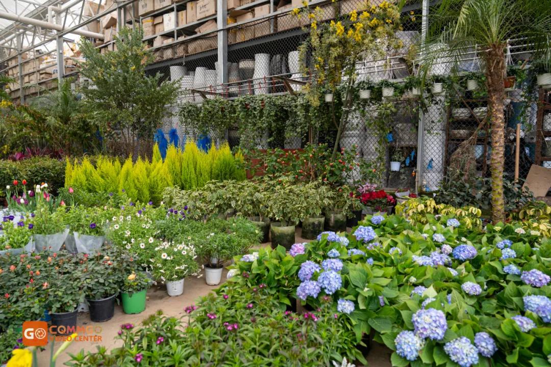 重庆最大的花市在哪里,重庆花市排名前十名
