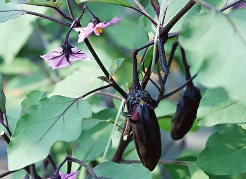 茄子黄萎病是什么,茄子黄萎病怎么治