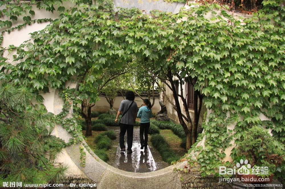 什么大型绿植家里好养,家里不适合养什么绿植