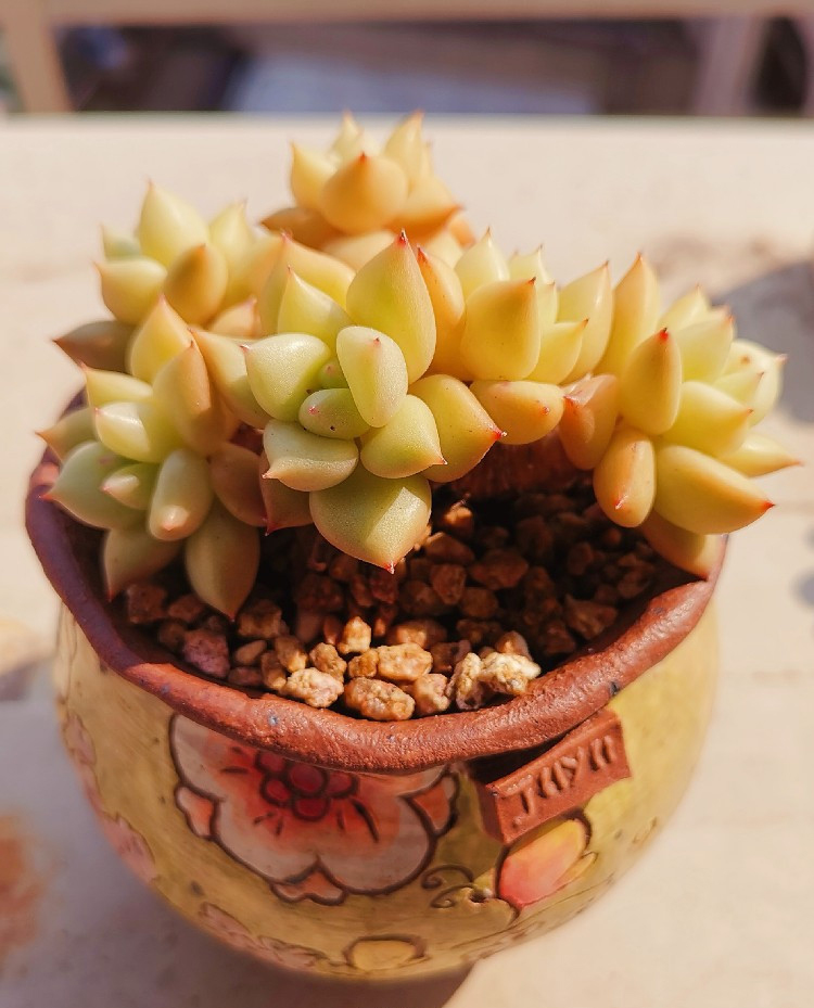 养多肉注意事项,养多肉的感悟熬过冬季