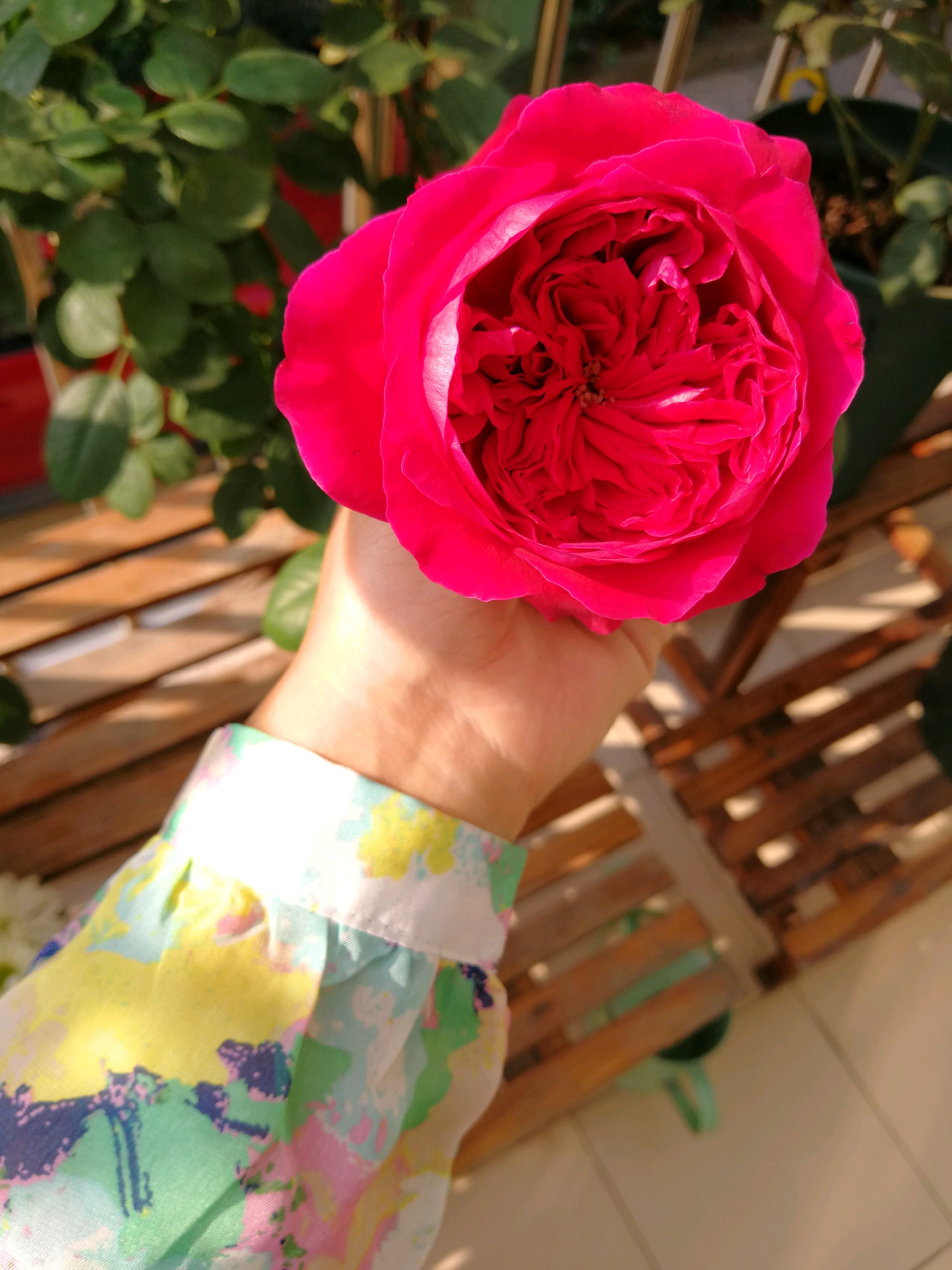 皇家胭脂和真彩230月季哪个好看,皇家胭脂月季花盆栽