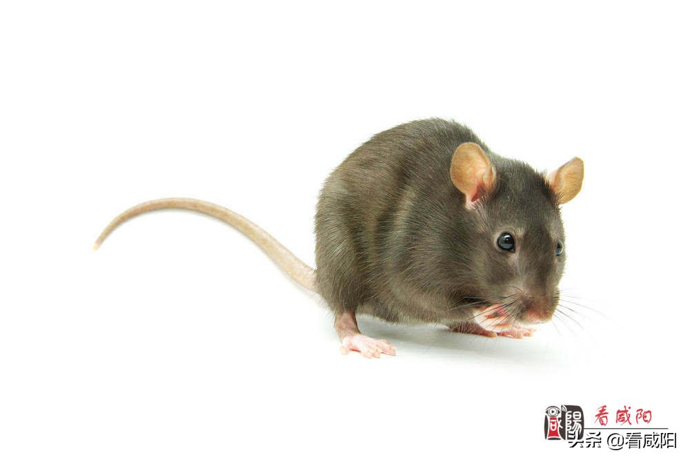 2020年出血热高发？——快来看看医生怎么说。