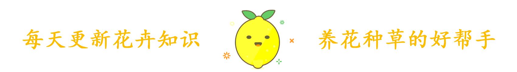 玉树换盆半个月了怎么还黄叶呢,玉树黄叶是怎么回事