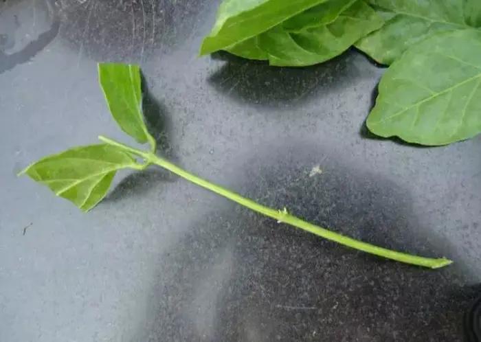 无花果枝条泡在水里可以生根吗,树枝泡在生根水里能生根吗