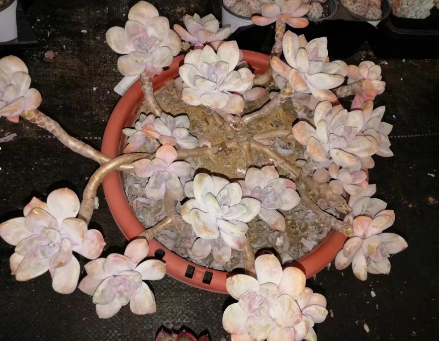 多肉养出状态来有多美？这102种多肉控养上色之后美呆了