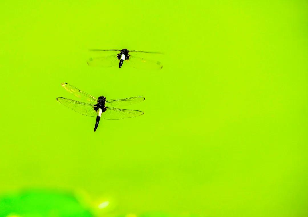 香港第14届全国摄影艺术展,第29届全国摄影艺术展览获奖名单