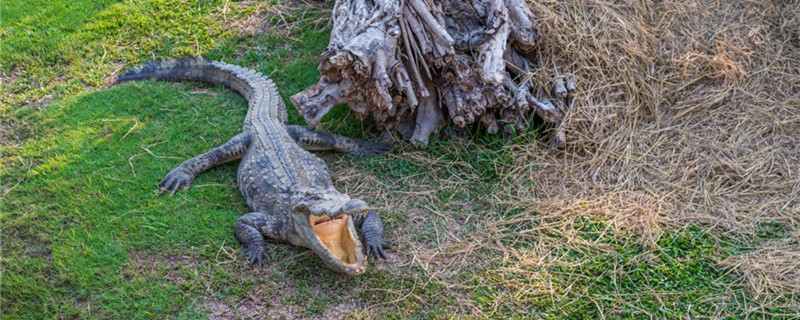 武安市放生鳄鱼抓住了吗,河北武安市放生鳄鱼