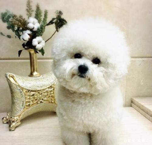 比熊怎么判断长了蜱虫,比熊耳螨怎么确诊