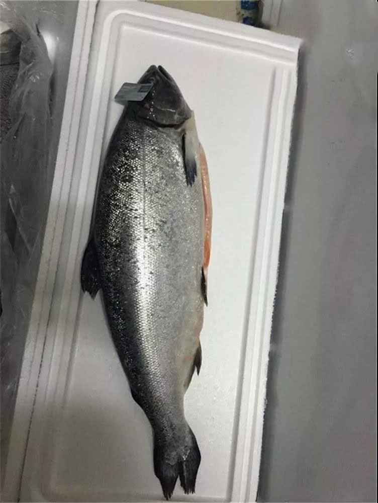 科普中国三文鱼,智利三文鱼