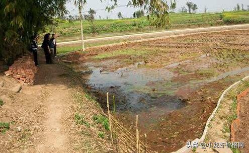 六安市养殖龙虾的真实利润,100块钱六斤龙虾利润多少