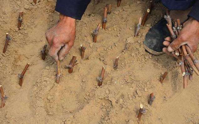 葡萄换品种绿枝嫁接后期管理,春季葡萄扦插繁殖方法